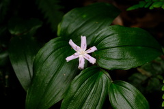 Tripladenia cunninghamii