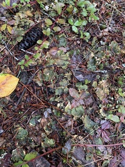 Peltigera neopolydactyla