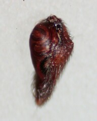 Castianeira trilineata