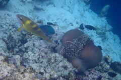 Amphiprion perideraion