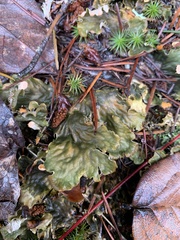 Peltigera neopolydactyla