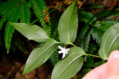 Tripladenia cunninghamii