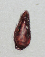 Castianeira trilineata
