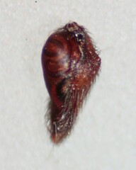 Castianeira trilineata