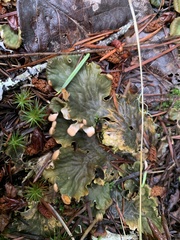 Peltigera neopolydactyla
