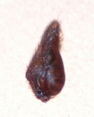Castianeira trilineata