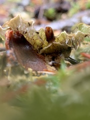 Peltigera neopolydactyla