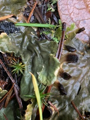 Peltigera neopolydactyla