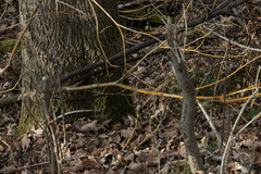 Aurantioporthe corni