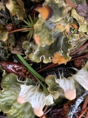 Peltigera neopolydactyla
