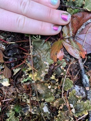 Peltigera neopolydactyla