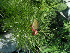 Paeonia tenuifolia