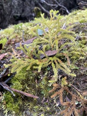 Austrolycopodium fastigiatum