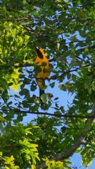 Icterus nigrogularis