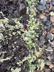 Cladonia fimbriata