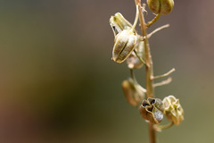 Bulbine filifolia