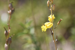 Bulbine filifolia