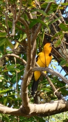 Icterus nigrogularis