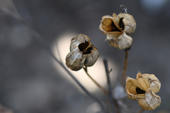 Bulbine filifolia
