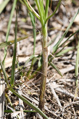 Bulbine filifolia