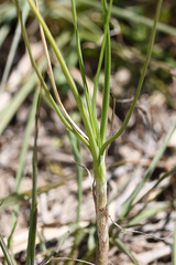 Bulbine filifolia