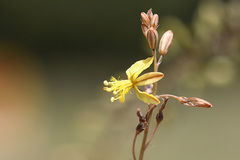 Bulbine filifolia