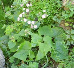 Pericallis echinata image