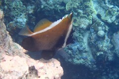 Heniochus varius