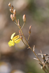 Bulbine filifolia