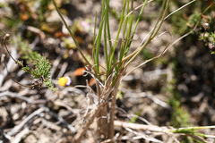Bulbine filifolia