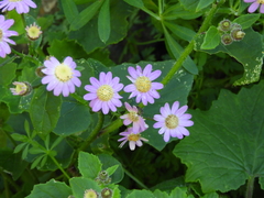 Pericallis echinata image