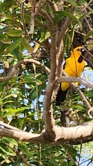 Icterus nigrogularis