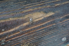 Pachygrapsus transversus