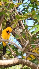 Icterus nigrogularis