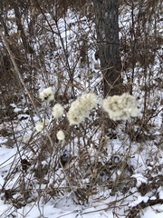 Anemone virginiana