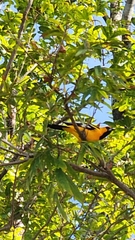 Icterus nigrogularis