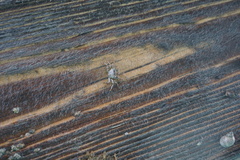 Pachygrapsus transversus