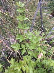 Laserpitium gallicum