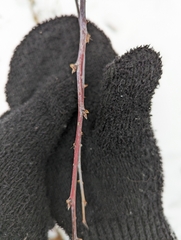 Rubus occidentalis