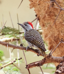 Chloropicus fuscescens