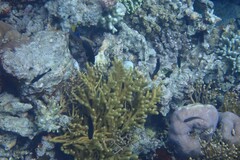 Isis hippuris