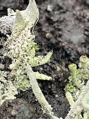 Cladonia fimbriata
