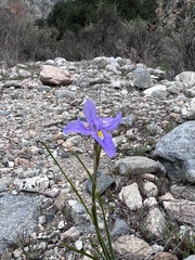 Moraea polystachya