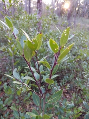 Ilex coriacea