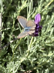 Theclinesthes serpentata