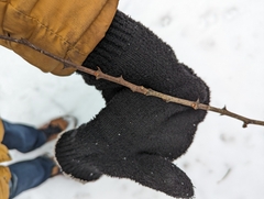 Zanthoxylum americanum