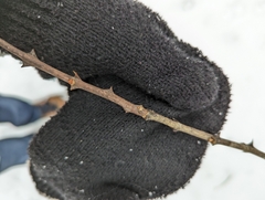 Zanthoxylum americanum