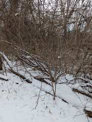 Zanthoxylum americanum