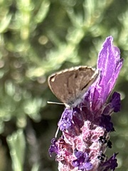 Theclinesthes serpentata