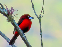 Ramphocelus dimidiatus